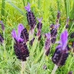 フレンチラベンダー