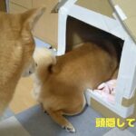 「ダンボールハウス」柴犬日記(vol.290) IMG_20210118_101040