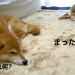 「幸せ(*^-^)」柴犬日記 (vol.300) リクむぎ