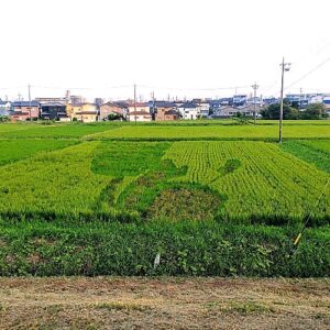 田んぼアート