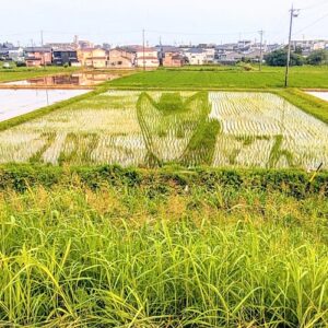 田んぼアート