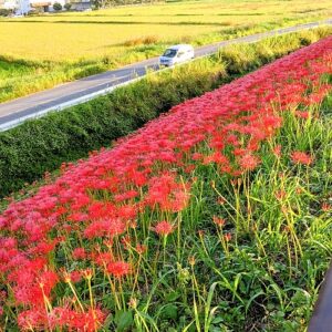 彼岸花