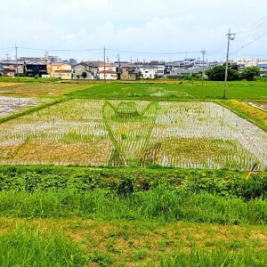 田んぼアート