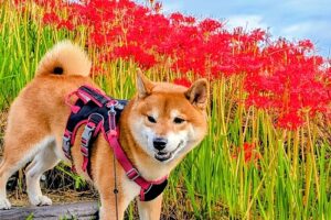 彼岸花