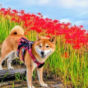 彼岸花