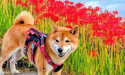 彼岸花